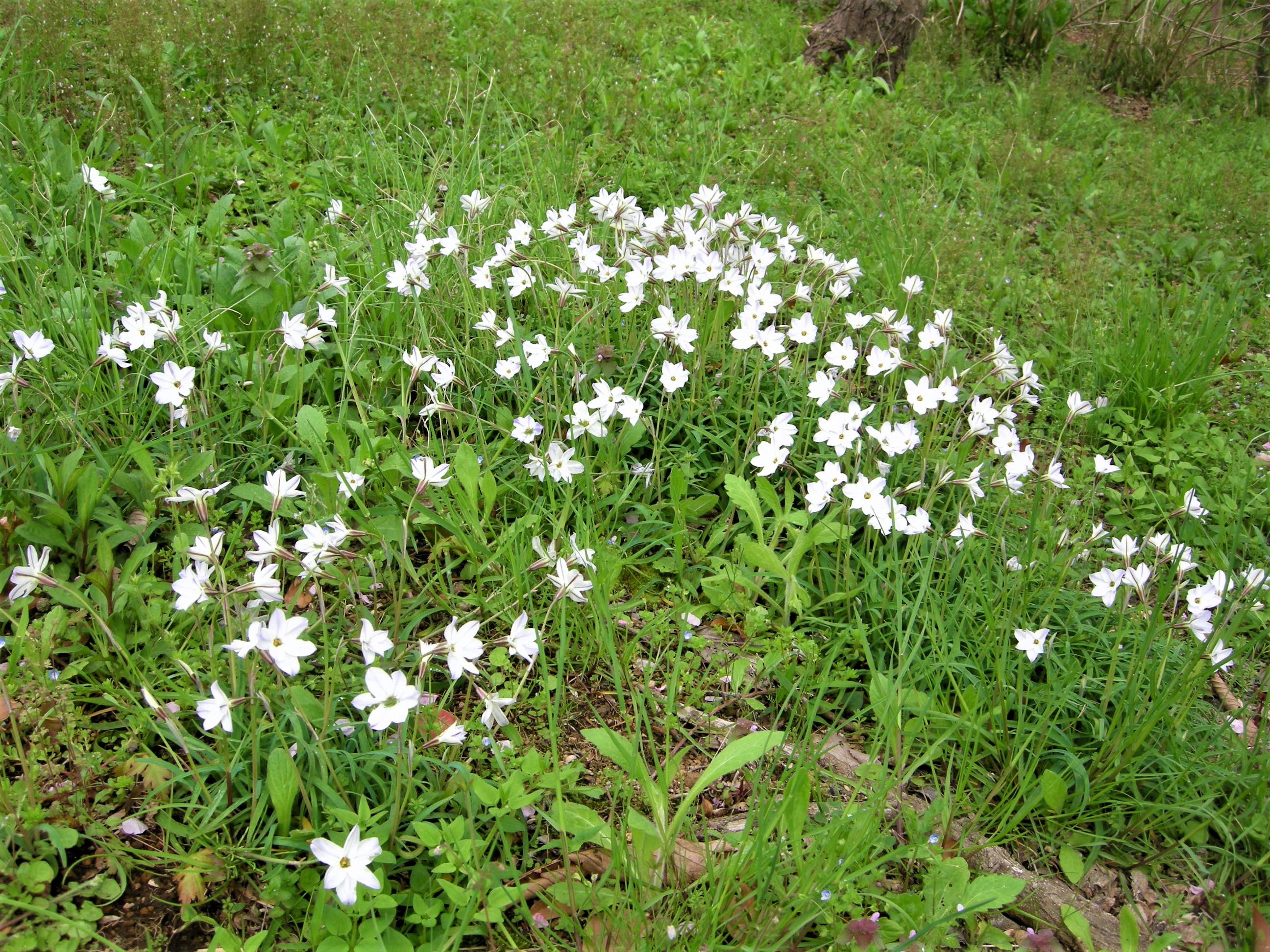 163．《ハナニラ（花韮）》 | ニッセイ緑の財団ニュース